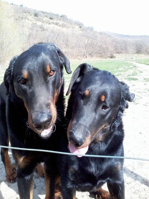 domainedelalicorne.fr Elevage de beauceron chiot beauceron pure race élevage du clos de la licorne elevage des gardiens de la licorne elevage beauceron noir et feu authentique gros gabarits élevage de Beauceron familial sérieux et qualité domainedelalicorne.fr suivi des chiots conseil d’éducation chiot propre bas rouge santé caractère spécialiste du beauceron noir et feu ou arlequin chien rustique berger de France  nos chiots sont élevés avec amour et attention notre passion au service de la qualité Beauceron de qualité et sportif domaine de la licorne 04380 BARRAS élevage en liberté éleveur berger de beauce élevage de beauceron de travail 